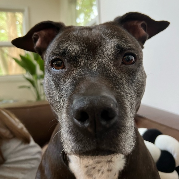 ISO Help For Siren 🙏🏼🫶🏻 - Picture 1 of 6